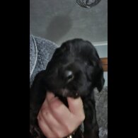 Cocker Spaniel (Working &amp; Show) - Both