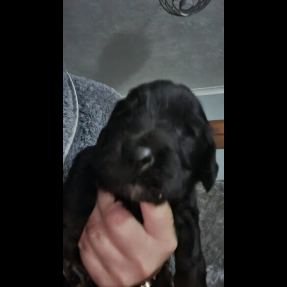 Cocker Spaniel (Working &amp; Show) - Both