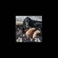 Cocker Spaniel (Working &amp; Show) - Both