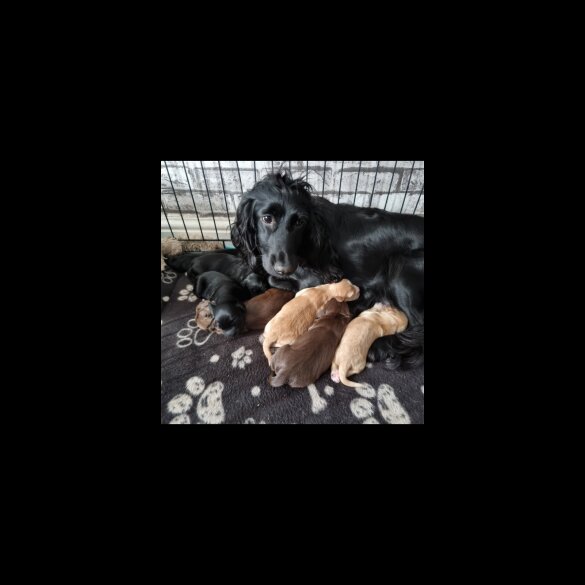 Cocker Spaniel (Working &amp; Show) - Both