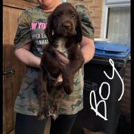 Cocker Spaniel (Working &amp; Show) - Both