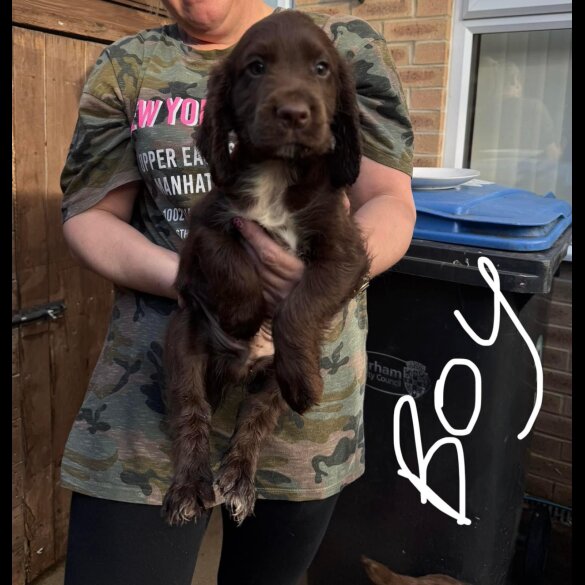 Cocker Spaniel (Working &amp; Show) - Both