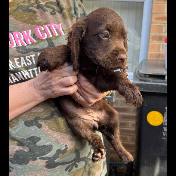 Cocker Spaniel (Working &amp; Show) - Both