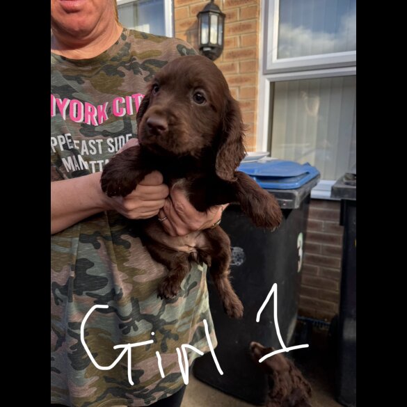 Cocker Spaniel (Working &amp; Show) - Both