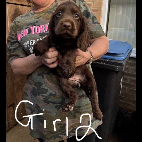 Cocker Spaniel (Working &amp; Show) - Both