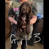 Cocker Spaniel (Working &amp; Show) - Both