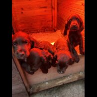 Cocker Spaniel (Working &amp; Show) - Both