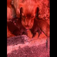 Cocker Spaniel (Working &amp; Show) - Both