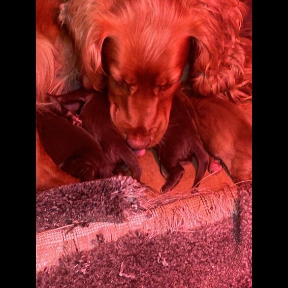 Cocker Spaniel (Working &amp; Show) - Both