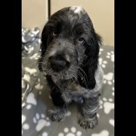 Cocker Spaniel (Working &amp; Show) - Both