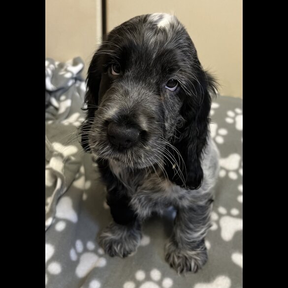 Cocker Spaniel (Working &amp; Show) - Both