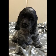 Cocker Spaniel (Working &amp; Show) - Both