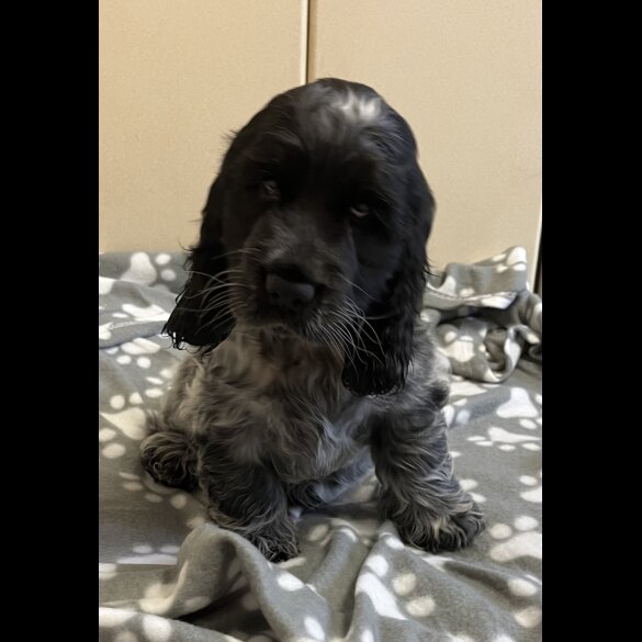 Cocker Spaniel (Working &amp; Show) - Both