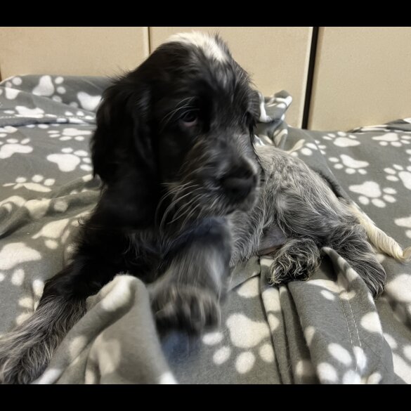 Cocker Spaniel (Working &amp; Show) - Both