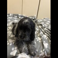 Cocker Spaniel (Working &amp; Show) - Both
