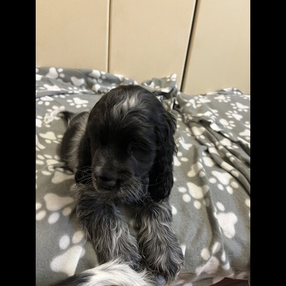 Cocker Spaniel (Working &amp; Show) - Both