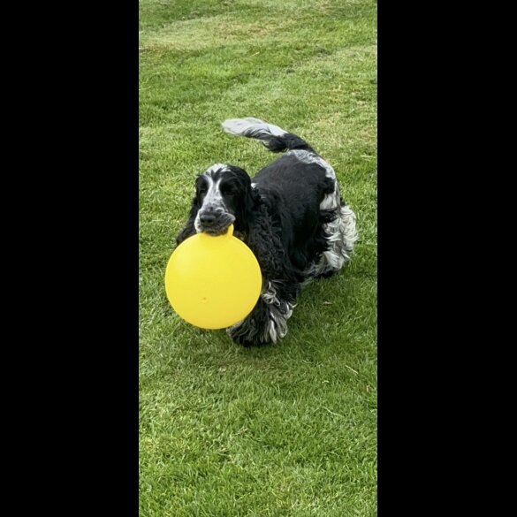 Cocker Spaniel (Working &amp; Show) - Both