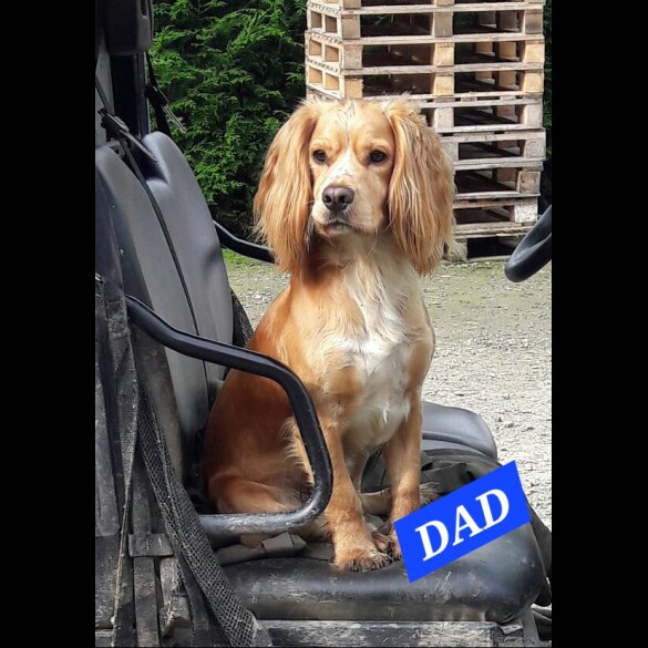 Cocker Spaniel (Working &amp; Show) - Dogs