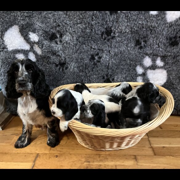 Cocker Spaniel (Working &amp; Show) - Both
