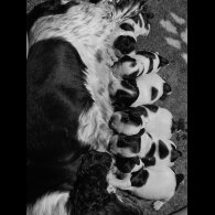 Cocker Spaniel (Working &amp; Show) - Both