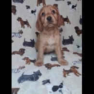 Cocker Spaniel (Working &amp; Show) - Both