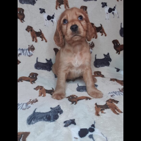 Cocker Spaniel (Working &amp; Show) - Both