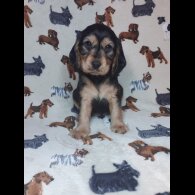 Cocker Spaniel (Working &amp; Show) - Both