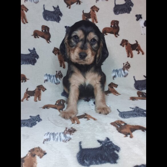 Cocker Spaniel (Working &amp; Show) - Both