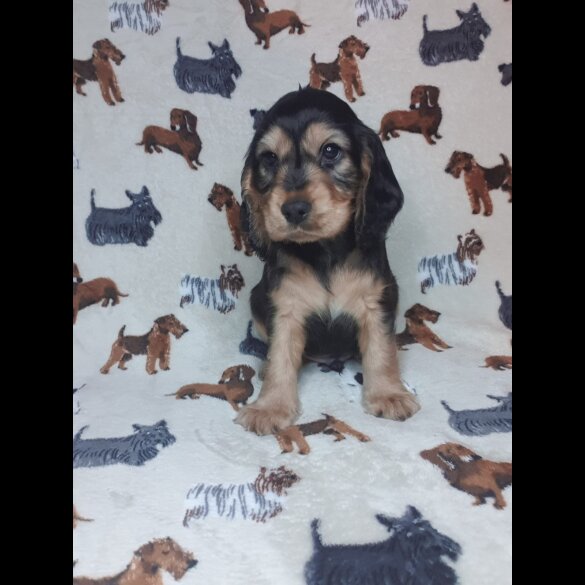 Cocker Spaniel (Working &amp; Show) - Both