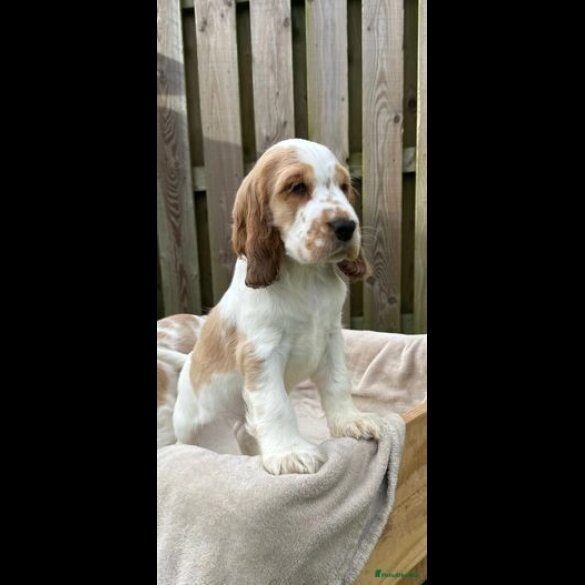 Cocker Spaniel (Working &amp; Show) - Both
