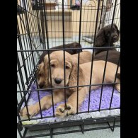 Cocker Spaniel (Working &amp; Show) - Both