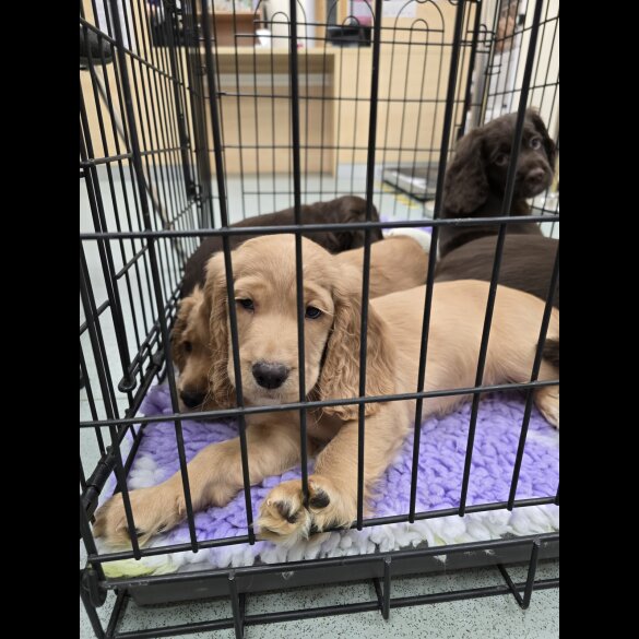 Cocker Spaniel (Working &amp; Show) - Both