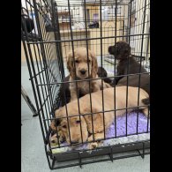 Cocker Spaniel (Working &amp; Show) - Both