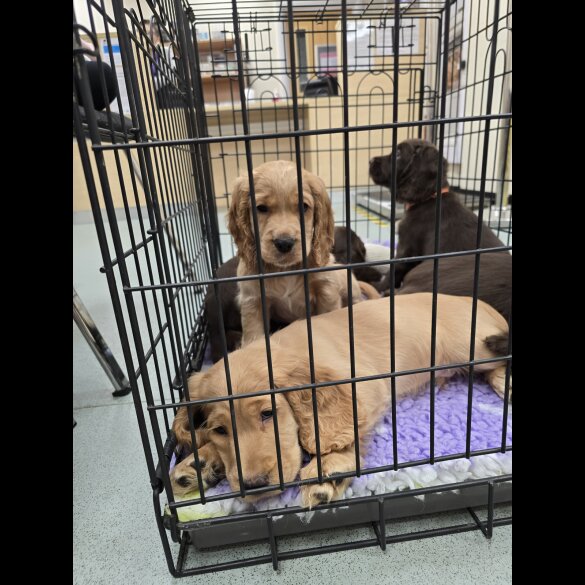 Cocker Spaniel (Working &amp; Show) - Both