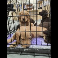Cocker Spaniel (Working &amp; Show) - Both