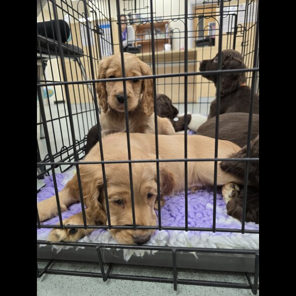 Cocker Spaniel (Working &amp; Show) - Both