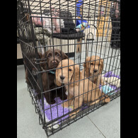 Cocker Spaniel (Working &amp; Show) - Both