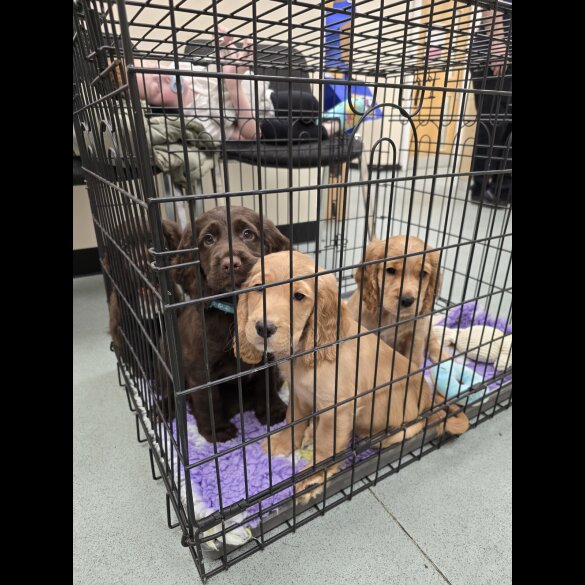 Cocker Spaniel (Working &amp; Show) - Both
