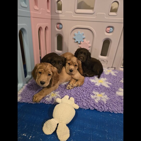 Cocker Spaniel (Working &amp; Show) - Both