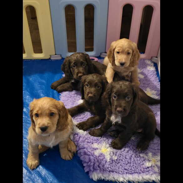 Cocker Spaniel (Working &amp; Show) - Both
