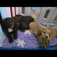 Cocker Spaniel (Working &amp; Show) - Both
