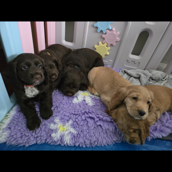 Cocker Spaniel (Working &amp; Show) - Both
