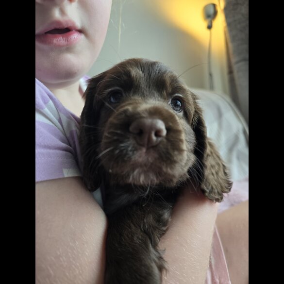 Cocker Spaniel (Working &amp; Show) - Both