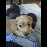 Cocker Spaniel (Working &amp; Show) - Both