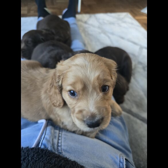 Cocker Spaniel (Working &amp; Show) - Both