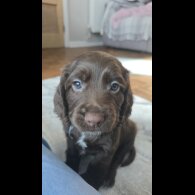 Cocker Spaniel (Working &amp; Show) - Both