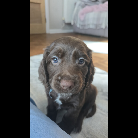 Cocker Spaniel (Working &amp; Show) - Both