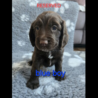 Cocker Spaniel (Working &amp; Show) - Both