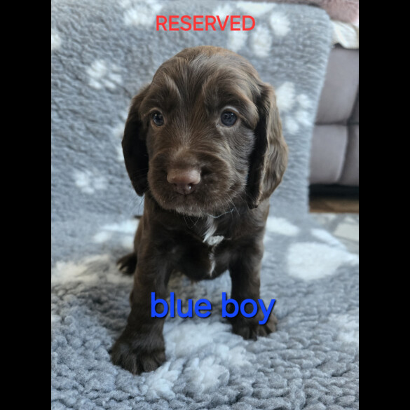 Cocker Spaniel (Working &amp; Show) - Both