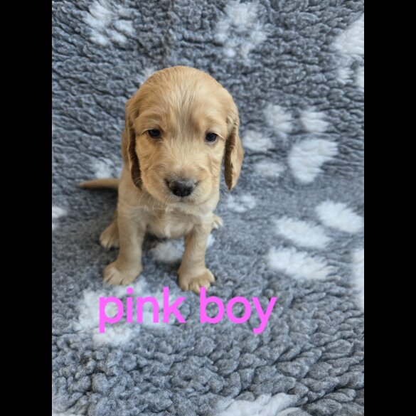 Cocker Spaniel (Working &amp; Show) - Both